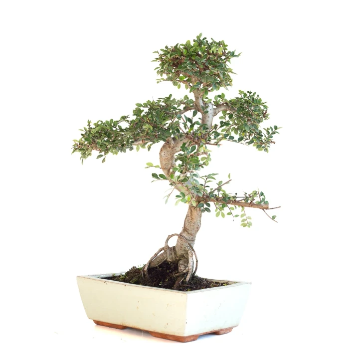 Achat Bonsai en ligne Orme de Chine Zelkova Parvifolia Sankaly Bonsai ZEL260901MIT