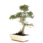 Achat Bonsai en ligne Orme de Chine Zelkova Parvifolia Sankaly Bonsai ZEL260901MIT
