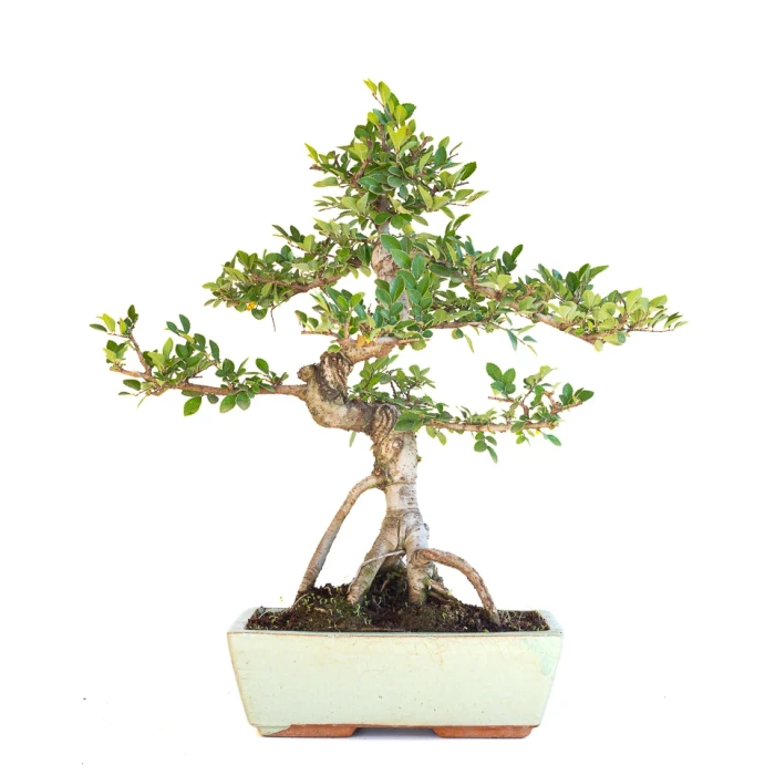 Achat Bonsai en ligne Orme de Chine Zelkova Parvifolia 46 cm Sankaly Bonsai