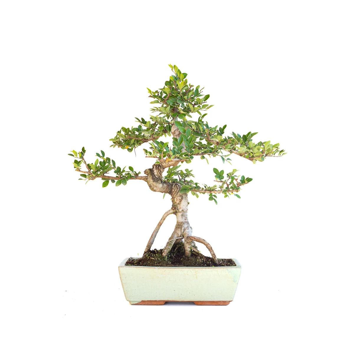 Achat Bonsai en ligne Orme de Chine Zelkova Parvifolia 46 cm Sankaly Bonsai