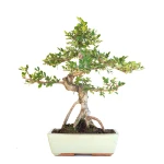 Achat Bonsai en ligne Orme de Chine Zelkova Parvifolia 46 cm Sankaly Bonsai