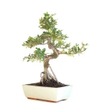 Acheter Bonsai en ligne Orme de Chine Zelkova Parvifolia 46 cm Sankaly Bonsai