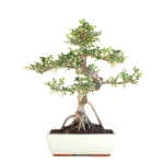 Vente Bonsai en ligne Orme de Chine Zelkova Parvifolia 46 cm Sankaly Bonsai