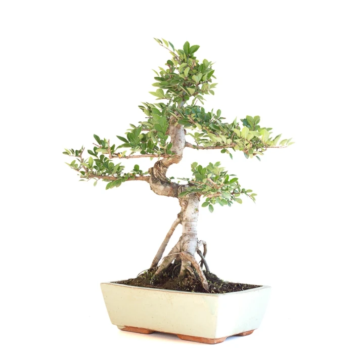 Acheter Bonsai en ligne Orme de Chine Zelkova Parvifolia 46 cm Sankaly Bonsai ZEL260902MIT