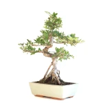 Acheter Bonsai en ligne Orme de Chine Zelkova Parvifolia 46 cm Sankaly Bonsai ZEL260902MIT