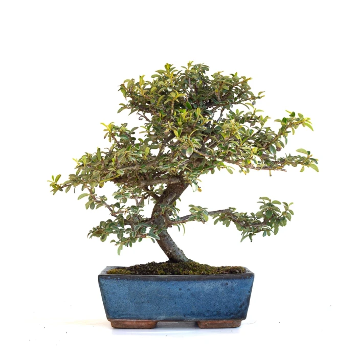 Achat Bonsai en ligne Cotoneaster 30 cm Sankaly Bonsai COT260901MIT