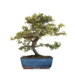 Achat Bonsai en ligne Cotoneaster 30 cm Sankaly Bonsai COT260901MIT