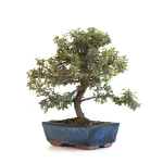 Acheter Bonsai en ligne Cotoneaster 30 cm Sankaly Bonsai