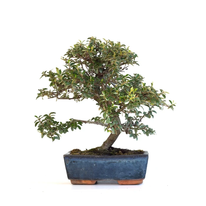 Achat Bonsai en ligne Cotoneaster 30 cm Sankaly Bonsai