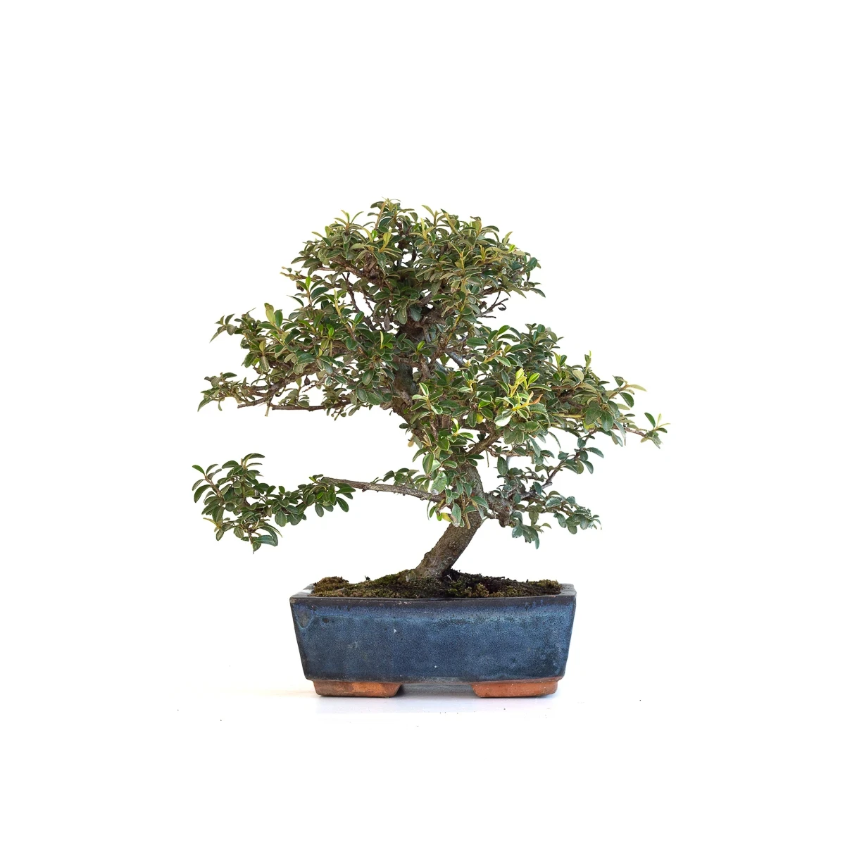Achat Bonsai en ligne Cotoneaster 30 cm Sankaly Bonsai
