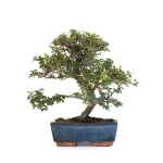 Achat Bonsai en ligne Cotoneaster 30 cm Sankaly Bonsai