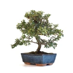 Vente Bonsai en ligne Cotoneaster 30 cm Sankaly Bonsai
