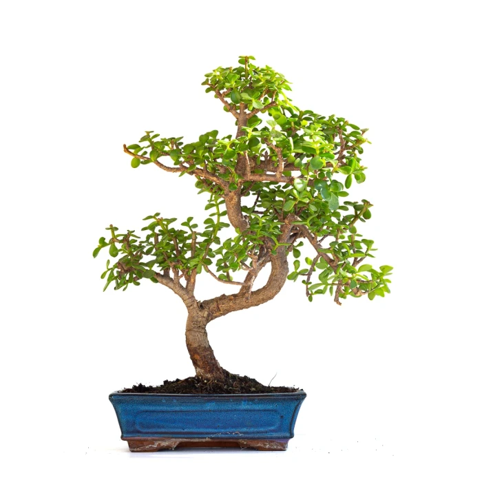 Achat en ligne de Bonsai Portulacaria 50 cm POR260901MIT Sankaly Bonsai