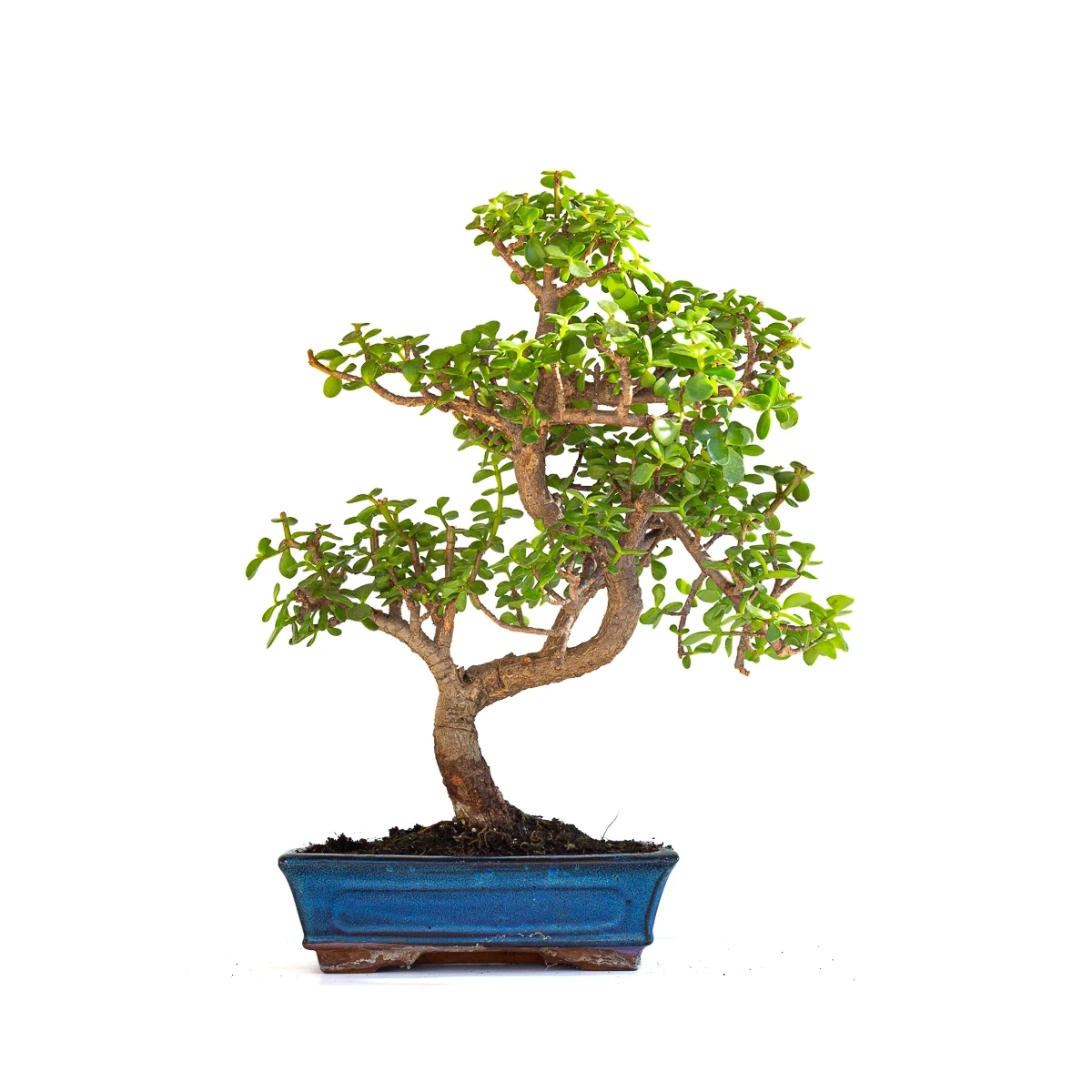 Achat en ligne de Bonsai Portulacaria 50 cm POR260901MIT Sankaly Bonsai