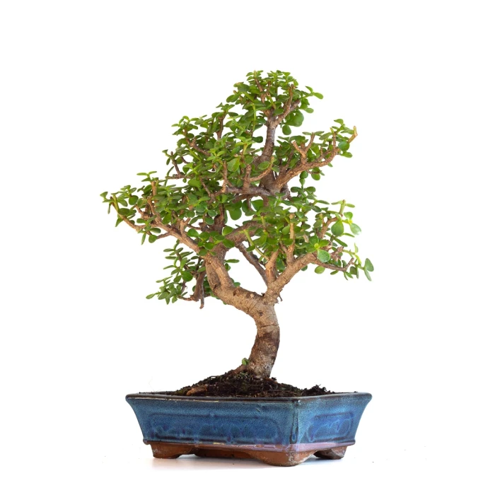 Acheter en ligne de Bonsai Portulacaria 50 cm POR260901MIT Sankaly Bonsai