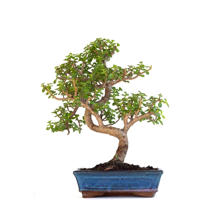 Vente en ligne de Bonsai Portulacaria 50 cm POR260901MIT Sankaly Bonsai