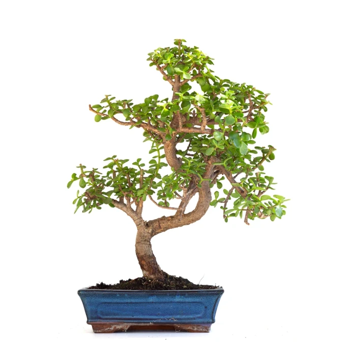Acheter en ligne de Bonsai Portulacaria 50 cm Sankaly Bonsai