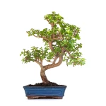 Acheter en ligne de Bonsai Portulacaria 50 cm Sankaly Bonsai