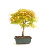 Boutique Bonsai Acer Palmatum 36 cm AP260301MB