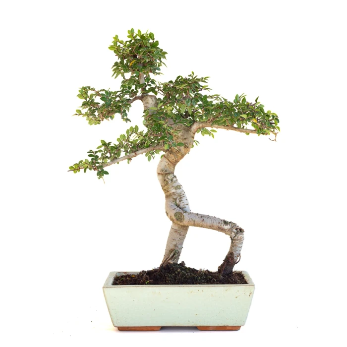 Achat Bonsai en ligne Orme de Chine Zelkova Parvifolia 47 cm Sankaly Bonsai