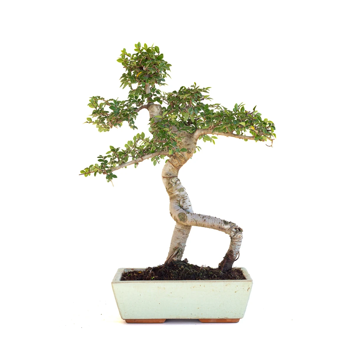 Achat Bonsai en ligne Orme de Chine Zelkova Parvifolia 47 cm Sankaly Bonsai