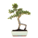 Achat Bonsai en ligne Orme de Chine Zelkova Parvifolia 47 cm Sankaly Bonsai