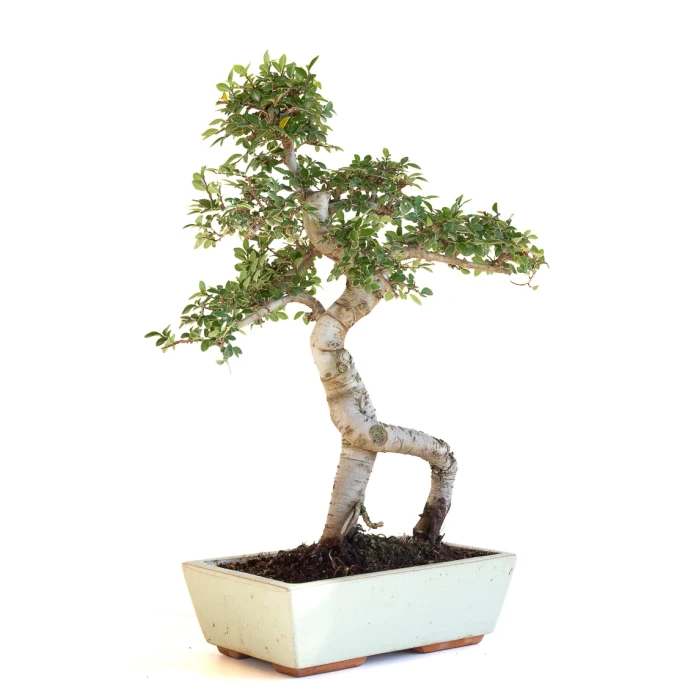 Acheter Bonsai en ligne Orme de Chine Zelkova Parvifolia 47 cm Sankaly Bonsai