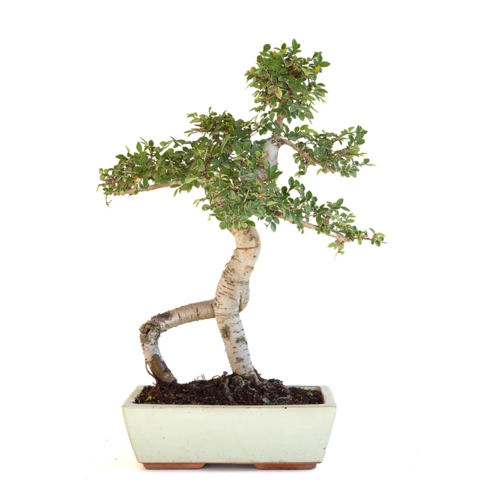 Vente Bonsai en ligne Orme de Chine Zelkova Parvifolia 47 cm Sankaly Bonsai