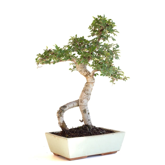 Acheter Bonsai en ligne Orme de Chine Zelkova Parvifolia 47 cm Sankaly Bonsai ZEL260903MIT