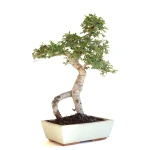 Acheter Bonsai en ligne Orme de Chine Zelkova Parvifolia 47 cm Sankaly Bonsai ZEL260903MIT