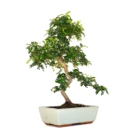 Acheter en ligne de Bonsai Zanthoxylum Piperitum Faux Poivrier 53 cm Sankaly Bonsai