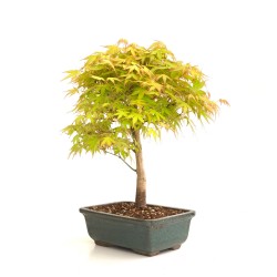 Vente de Bonsai Acer Palmatum 36 cm AP260301MB