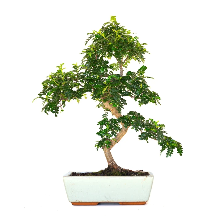 Achat en ligne de Bonsai Zanthoxylum Piperitum Faux Poivrier 53 cm Sankaly Bonsai