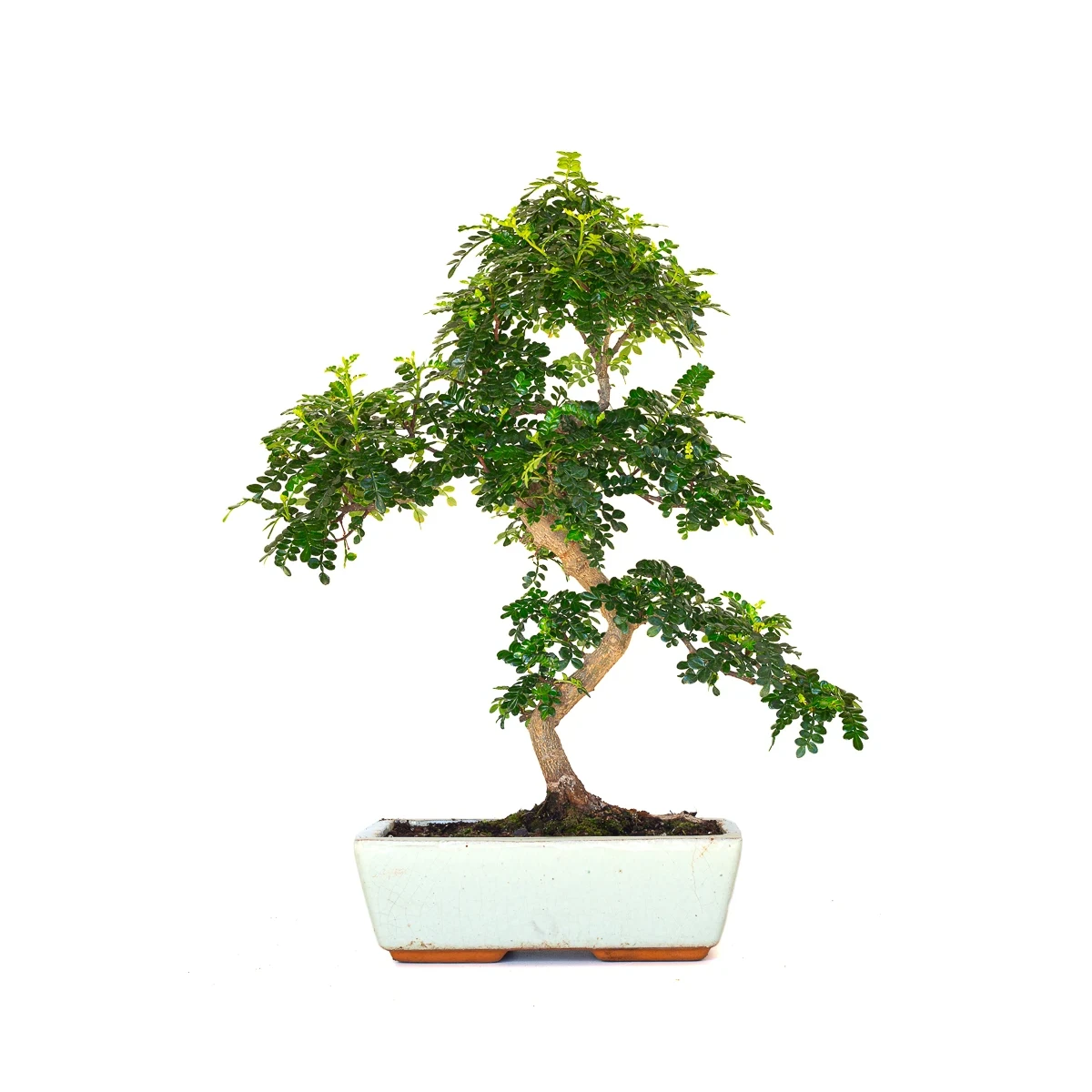 Achat en ligne de Bonsai Zanthoxylum Piperitum Faux Poivrier 53 cm Sankaly Bonsai