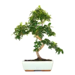 Achat en ligne de Bonsai Zanthoxylum Piperitum Faux Poivrier 53 cm Sankaly Bonsai
