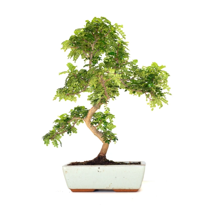 Vente en ligne de Bonsai Zanthoxylum Piperitum Faux Poivrier 53 cm Sankaly Bonsai