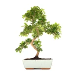 Vente en ligne de Bonsai Zanthoxylum Piperitum Faux Poivrier 53 cm Sankaly Bonsai