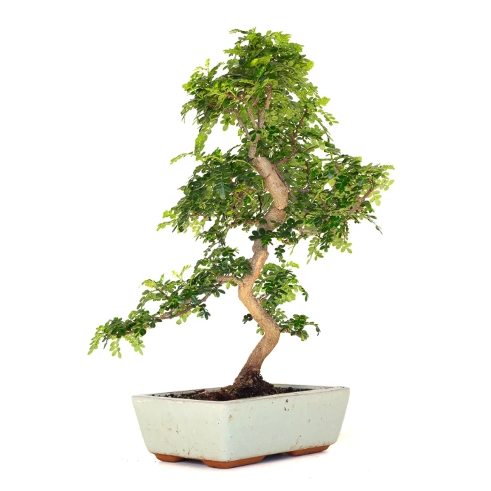 Achat en ligne de Bonsai Zanthoxylum Piperitum Faux Poivrier 53 cm Sankaly Bonsai PVR260901MIT