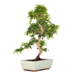 Achat en ligne de Bonsai Zanthoxylum Piperitum Faux Poivrier 53 cm Sankaly Bonsai PVR260901MIT