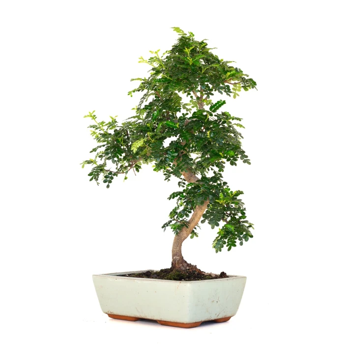 Acheter en ligne de Bonsai Zanthoxylum Piperitum Faux Poivrier 53 cm Sankaly Bonsai PVR260901MIT