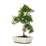 Acheter en ligne de Bonsai Zanthoxylum Piperitum Faux Poivrier 53 cm Sankaly Bonsai PVR260901MIT