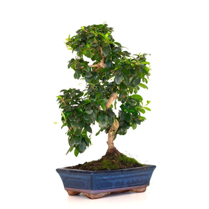 Vente Bonsai interieur en ligne Carmona 50 cm Sankaly Bonsai