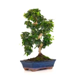 Vente Bonsai interieur en ligne Carmona 50 cm Sankaly Bonsai