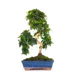 Achat Bonsai interieur en ligne Carmona 50 cm Sankaly Bonsai