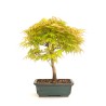 Achat Bonsai Acer Palmatum 36 cm AP260301MB