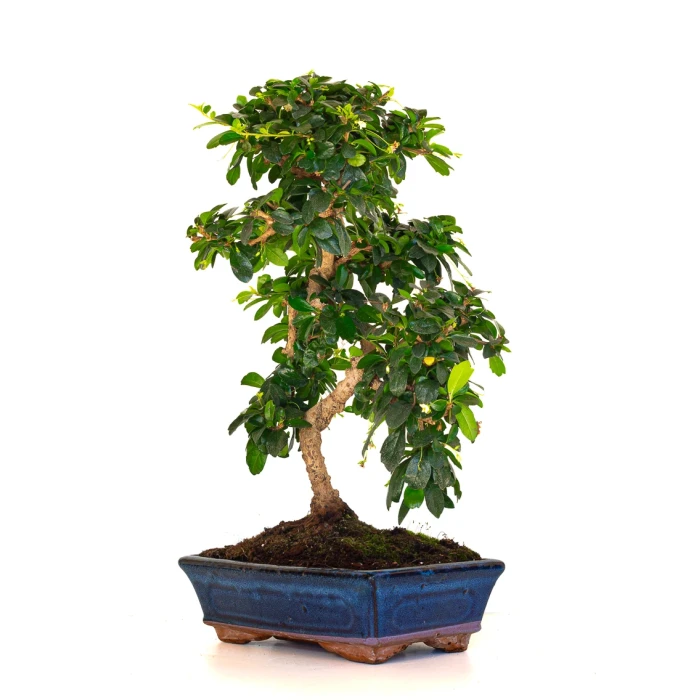 Acheter Bonsai en ligne Carmona 50 cm Sankaly Bonsai