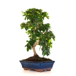 Acheter Bonsai en ligne Carmona 50 cm Sankaly Bonsai