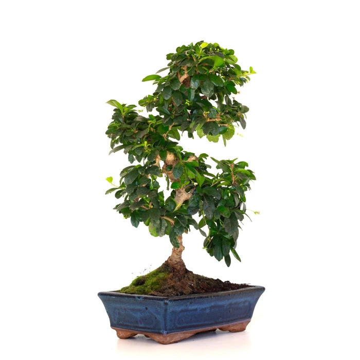 Acheter Bonsai interieur en ligne Carmona 50 cm Sankaly Bonsai