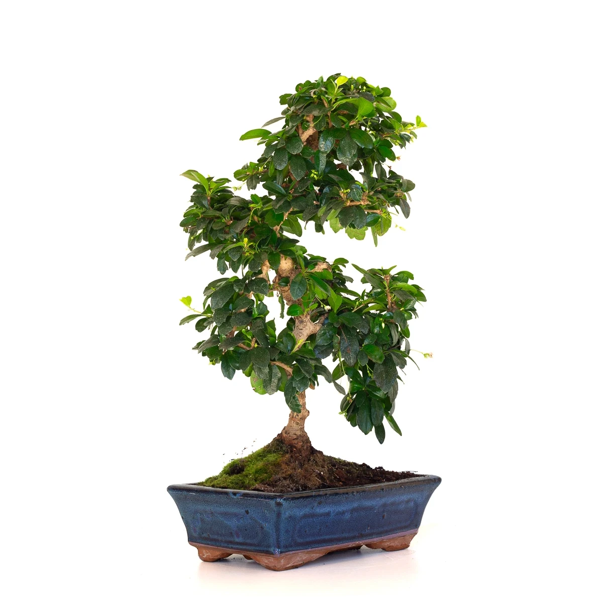 Acheter Bonsai interieur en ligne Carmona 50 cm Sankaly Bonsai