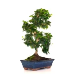 Acheter Bonsai interieur en ligne Carmona 50 cm Sankaly Bonsai